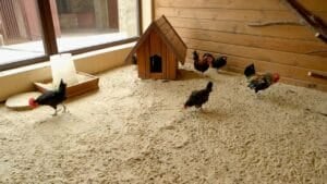 Why Chicken Owners Swear by Sand for Coops & Runs - chicken coop sand ss1303776058dnoh