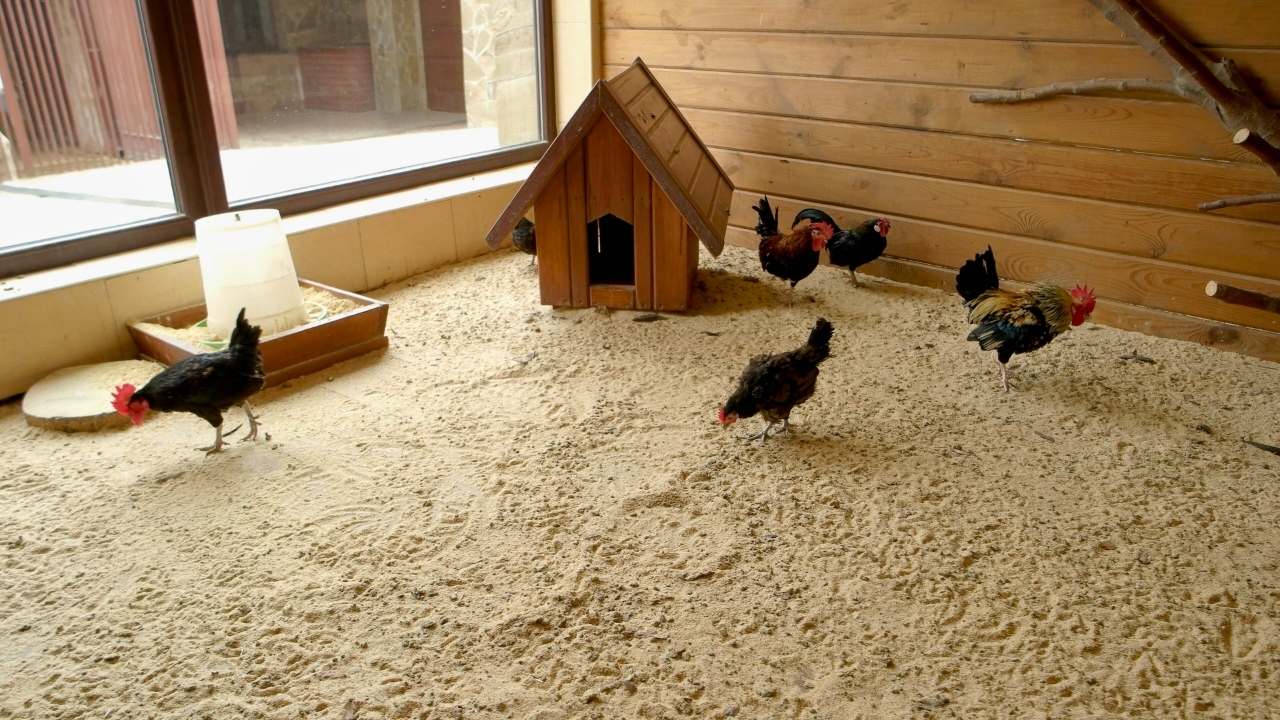 Why Chicken Owners Swear by Sand for Coops & Runs - chicken coop sand ss1303776058dnoh