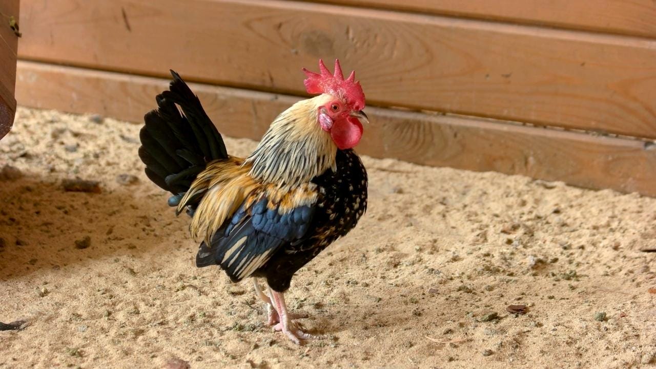 Why Chicken Owners Swear by Sand for Coops & Runs - chicken coop sand ss1303776064dnoh