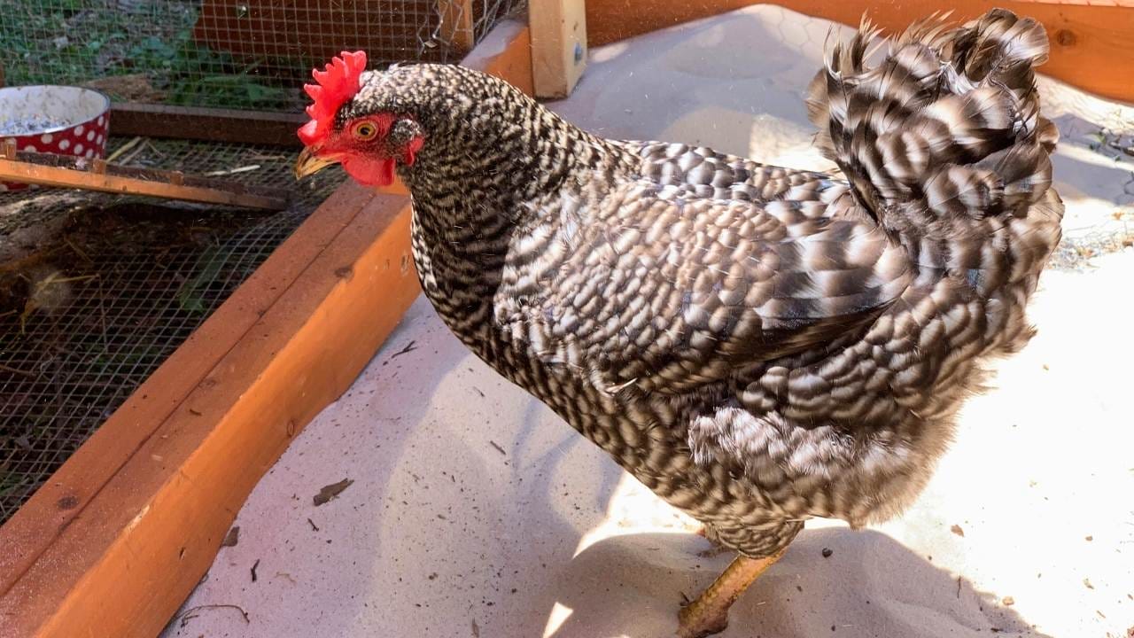 Why Chicken Owners Swear by Sand for Coops & Runs - chicken coop sand ss1454741642dnoh