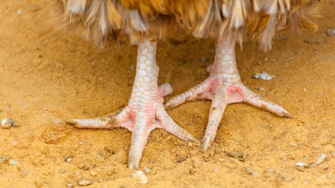 Why Chicken Owners Swear by Sand for Coops & Runs - chicken coop sand ss2655995237noh