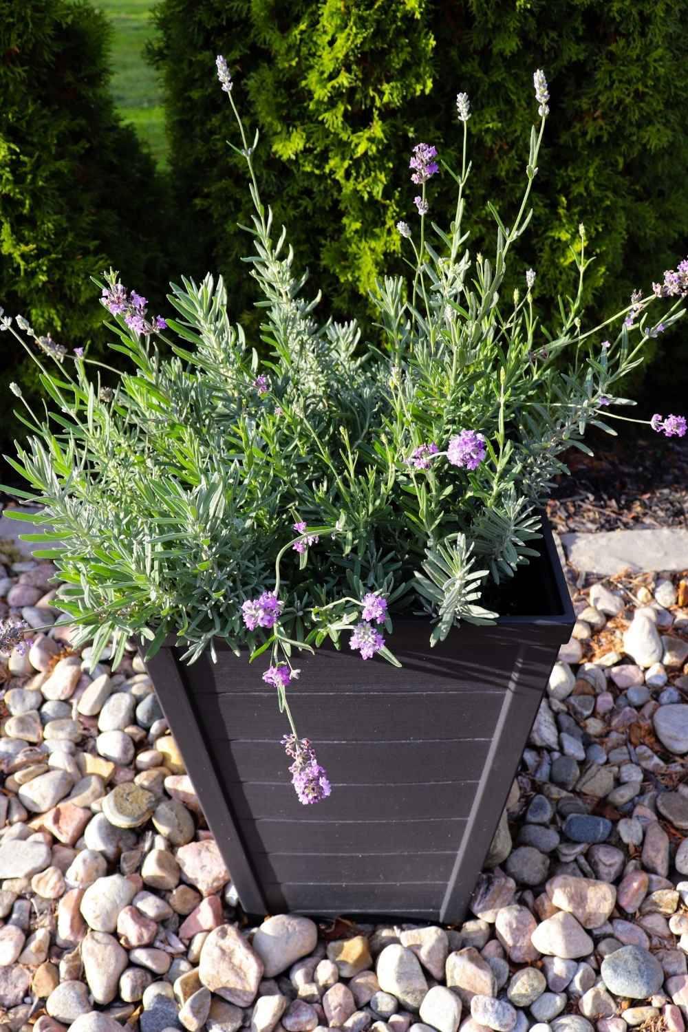 17 River Rock Landscaping Ideas That Turn Simple Yards Into Showpieces - river rock idea ss1525952024 dnoh
