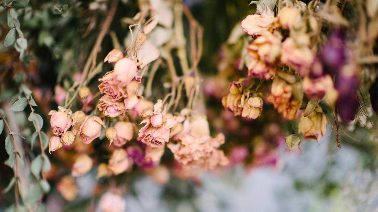 how to dry flowers the right way: save your bouquet, your garden, your memories - Dried flowers ss1262288746 dnoh