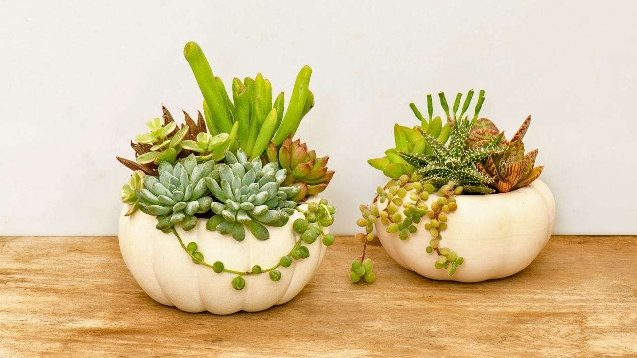 watering succulents with no drainage: the blunt truth and a harm-reduction playbook - Succulents mix arrangements ss 2036487137 dnoh