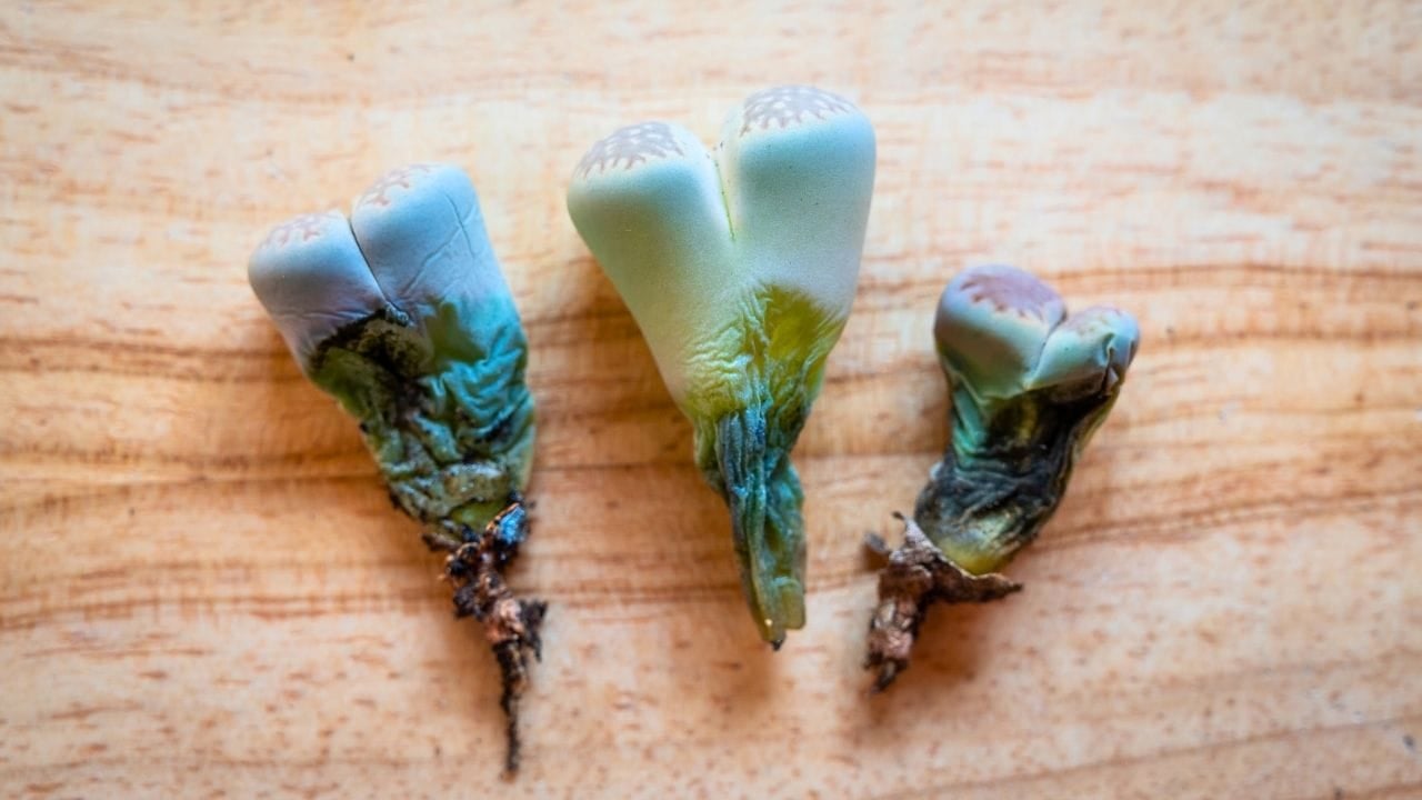 watering succulents with no drainage: the blunt truth and a harm-reduction playbook - Succulents root rot ss 1850213521 dnoh