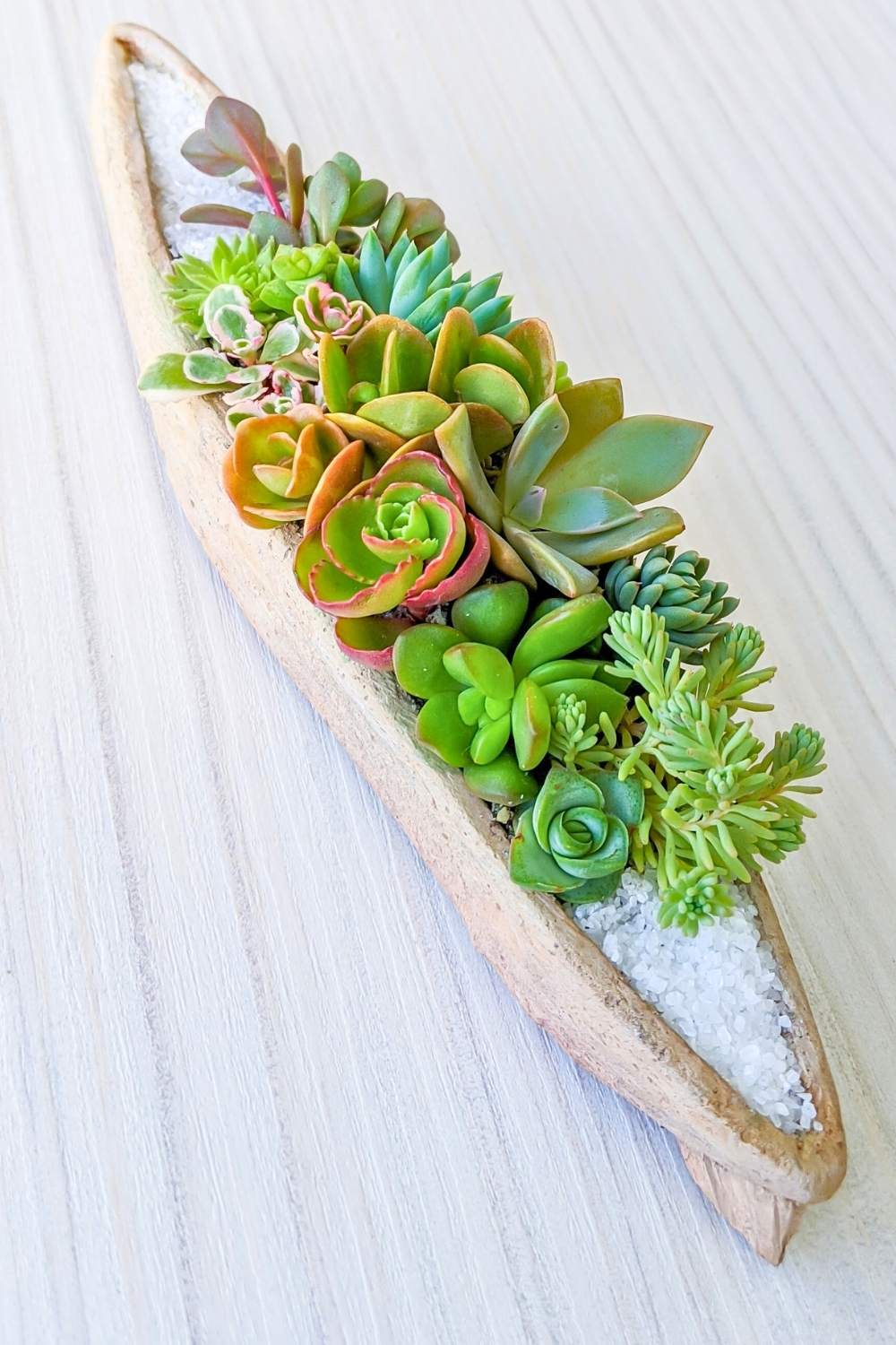 watering succulents with no drainage: the blunt truth and a harm-reduction playbook - succulent arrangement ss1815642041 dnoh