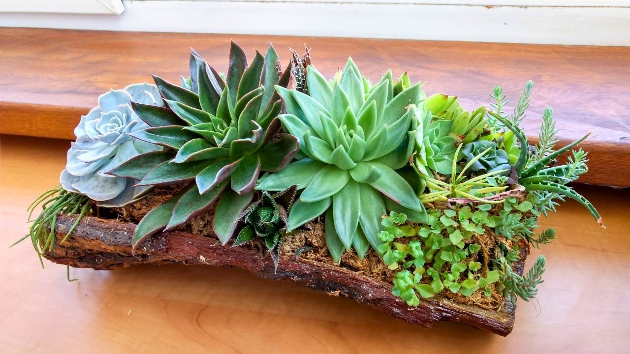 watering succulents with no drainage: the blunt truth and a harm-reduction playbook - succulents ss 1459390103 dnoh