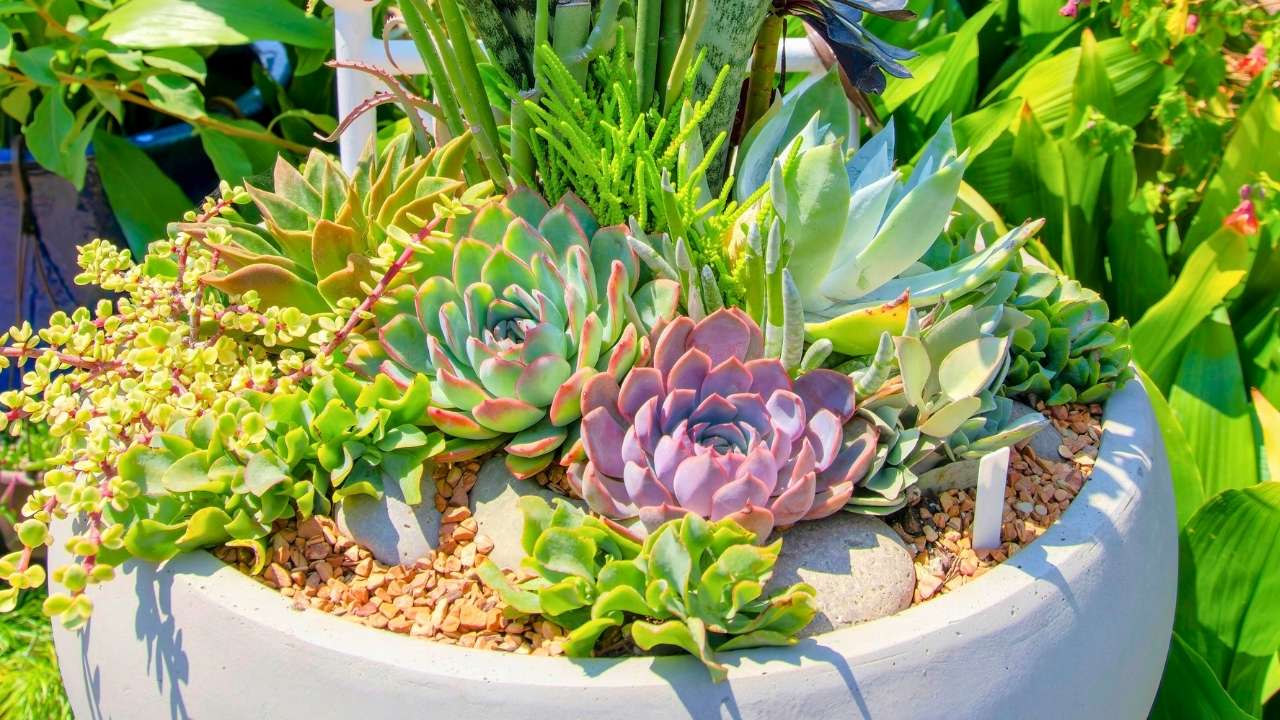 watering succulents with no drainage: the blunt truth and a harm-reduction playbook - succulents ss 2169017347 dnoh