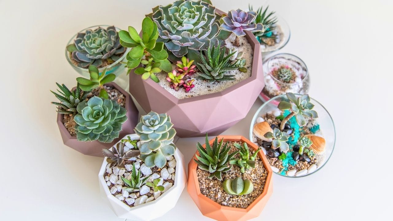 watering succulents with no drainage: the blunt truth and a harm-reduction playbook - succulents ss 2284696051 dnoh