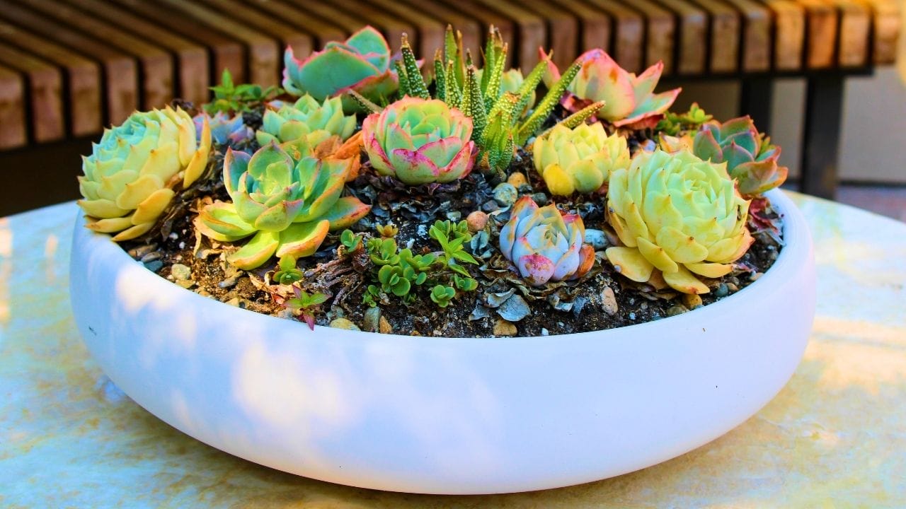 watering succulents with no drainage: the blunt truth and a harm-reduction playbook - succulents ss 2515159481 dnoh