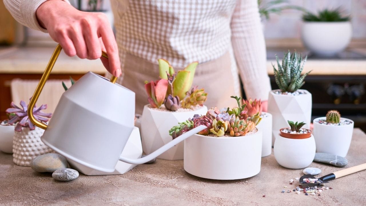 watering succulents with no drainage: the blunt truth and a harm-reduction playbook - watering succulent ss 2225393997 dnoh